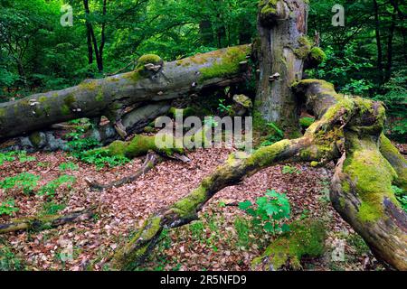Old beech (Fagus), approx. 400 years old, Sababurg primeval forest, Hesse, Germany, Deutschland Stock Photo