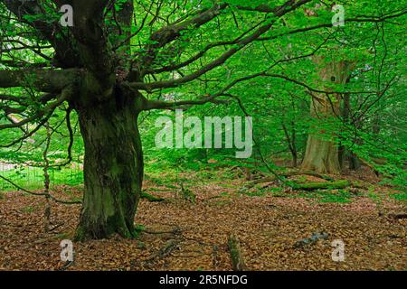 Old beech (Fagus), approx. 400 years old, Sababurg primeval forest, Hesse, Germany, Deutschland Stock Photo