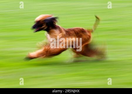 Afghan Hound, male, on coursing course, Afghan Stock Photo
