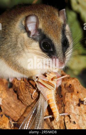 Forest Dormouse (Dryomys nitedula) eating cricket, Germany Stock Photo