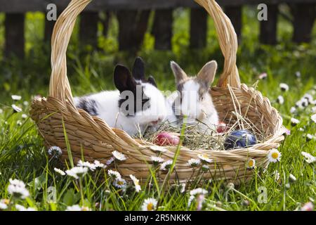 Dwarf rabbits, kittens, in Easter nest, domestic rabbits Stock Photo