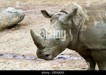 White rhinoceros Stock Photo