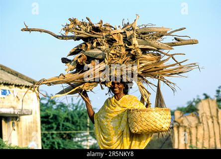 A woman carrying firewood on head at koonthakulam village near Tirunelveli, Tamil Nadu, South India, India, Asia Stock Photo