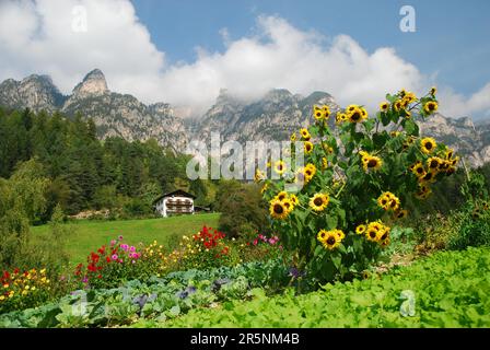 Farm garden, Latemar, Catinaccio Group, Dolomites, South Tyrol, Italy Stock Photo
