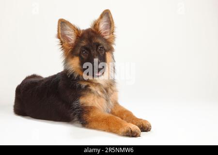 Old German Shepherd, puppy, 4 months, German Shepherd Dog Stock Photo