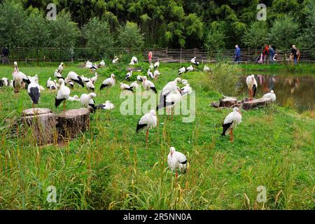 White Storks (Ciconia ciconia), nature zoo, Rheine, Lower Saxony, Germany Stock Photo