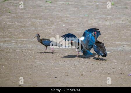 Red-naped Ibis Pseudibis papillosa Chambal River, Uttar Pradesh, India 12 February 2023     Adults      Threskiornithidae Stock Photo