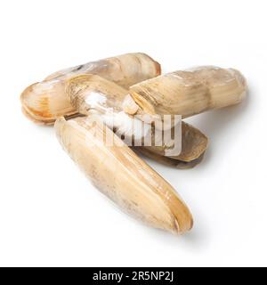 Razor clams isolated on white background Stock Photo
