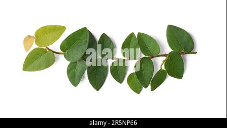 close-up of creeping fig or climbing fig plant foliage, ficus pumila, vigorous and fast growing ornamental evergreen vine covering surfaces or concret Stock Photo