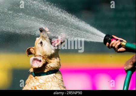 Tucker, the Seattle Mariners' clubhouse dog, jumps to bite water from a  groundskeeper's hose after the Mariners beat the Houston Astros 7-5 in a  baseball game Saturday, May 6, 2023, in Seattle. (