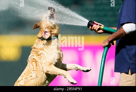 Mariners 'hit a home run' with addition of Tucker, their new clubhouse dog