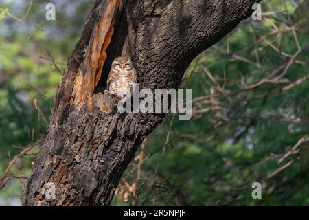 Spotted Owlet Athene brama Keoladeo National Park, Marsh Leopard Trail, Bharatpur, Rajasthan, India 15 February 2023     Adult       Strigidae Stock Photo