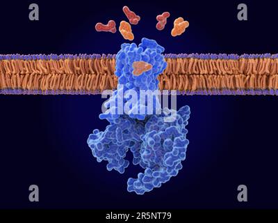 Naloxone blocking fentanyl from mu-opioid receptor, illustration Stock Photo