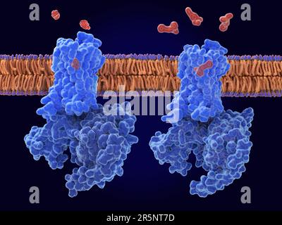 Morphine and fentanyl bound to mu-opioid receptors Stock Photo