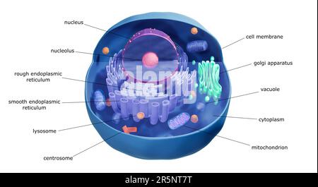 Animal cell structure, illustration Stock Photo