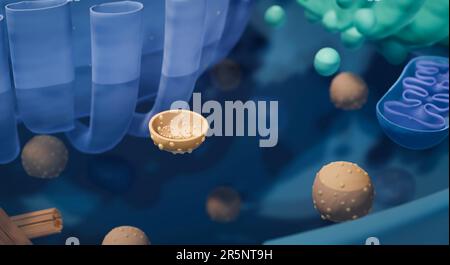 Vesicle transport in a cell, illustration. Vesicles move proteins ...