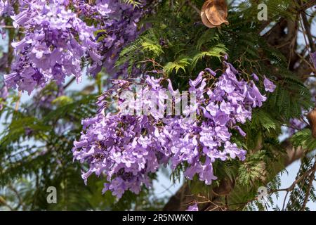 Lilac flowers of the Jacaranda tree close up against the sky. selective focus Stock Photo