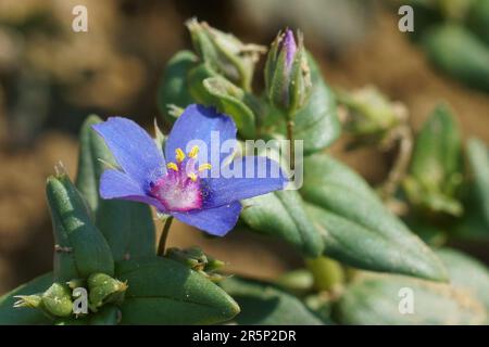 Detailed natural closeup on the blue form of the Scarlet Pimpernel, Lysimachia arvensis azurea Stock Photo