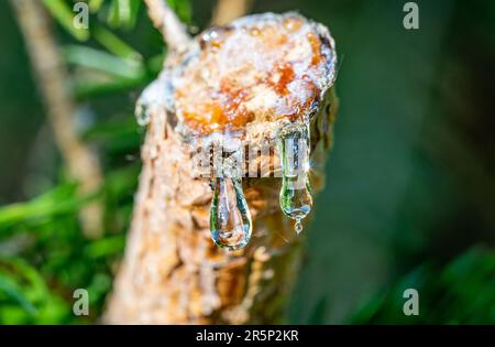 Resin drips from a tree Stock Photo