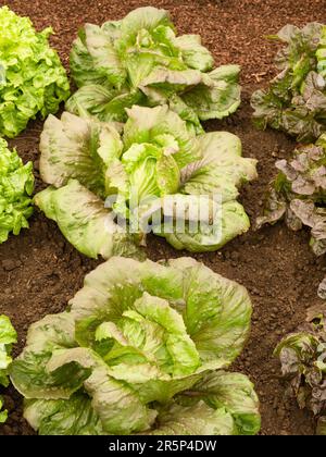 Lettuce 'Red Iceberg' Stock Photo