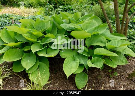 Large leaves Hosta 'Sum and Substance' in Garden scene Stock Photo