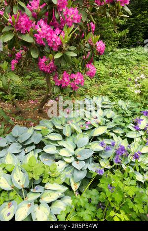 Hosta June Hosta Growing in Garden, Rhododendron, Aquilegia, Columbine June plants Stock Photo