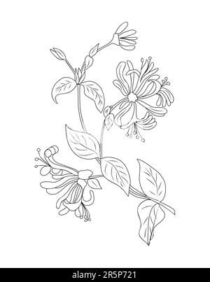 Honeysuckle June birth month flower line art. Stock Vector