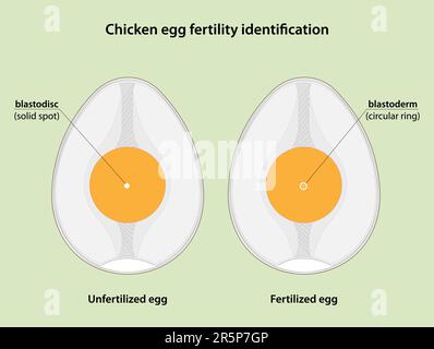 Chicken egg fertility identification. Fertilized eggs contain blastoderm, while unfertilized eggs contain blastodisc. Stock Vector