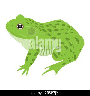 External anatomy of Frog. Stock Vector