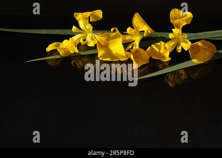 yellow iris flowers on black background with  copy space Stock Photo