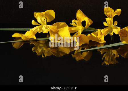 yellow iris flowers on black background with  copy space Stock Photo