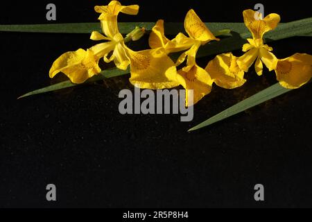 yellow iris flowers on black background with  copy space Stock Photo
