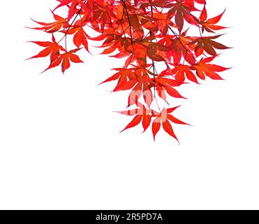 Branch with  red autumn leaves  isolated on white background.   Acer palmatum (Japanese maple). Selective focus. Stock Photo