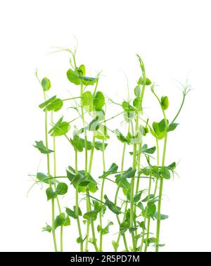 Fresh microgreens of Pea isolated on white background. Stock Photo