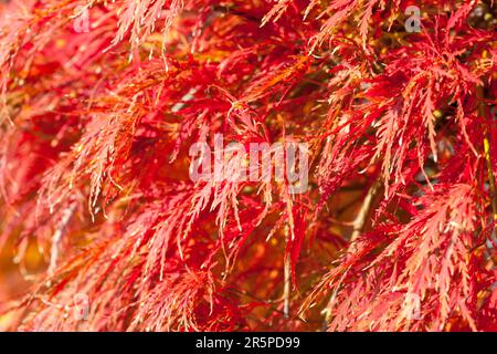 Colorful  Maple leaves on the tree in autumn. Japanese Maple (Acer Palmatum Tamukeyama). Selective Focus. Shallow DOF Stock Photo