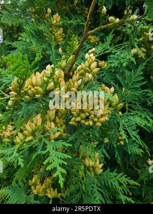 Cones on a branch of thuja occidentalis. Stock Photo