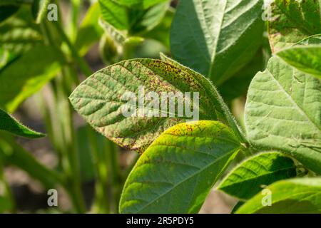 Soybean leaf septoria close-up. Soybean leaf to the light Stock Photo