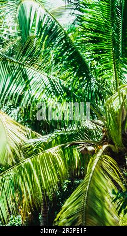 Abstract Nature Blurred dynamic motion lines defocused light bright dark green yellow tropical leaves Wallpaper screensaver design background Stock Photo