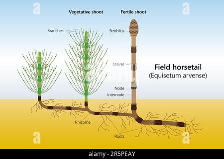 Field horsetail (Equisetum arvense). Vector illustration. Stock Vector