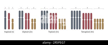 Haploid - one complete set of chromosomes, diploid - two, triploid - three, tetraploid - four. Stock Vector
