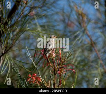 Australian tiny female Scarlet Honeyeater, Myzomela sanguinolenta, feeding on nectar of pink grevillea flower. Blue sky, spring, Queensland garden. Stock Photo