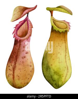 Watercolor nepenthes carnivorous plant illustration isolated on white ...