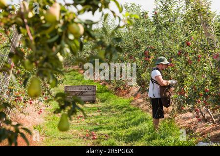 An apple orchard near Shepperton, Victoria, Australia. This area of Victoria is renowned for its fruit crops, but like many areas of Victoria and New South Wales has been impacted Stock Photo