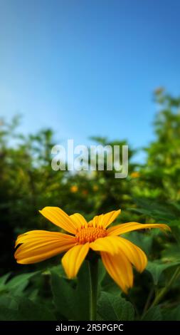 Yellow flower with blue sky and green grass background, Tithonia diversifolia Mexican Sunflower Stock Photo
