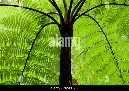 A Tree fern in the Daintree rainforest in the North of Queensland, Australia, which is the oldest continuously forested rainforest area on the planet. Stock Photo