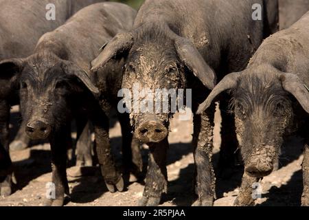 Spanish Iberian pigs, the source of Iberico ham known as pata negra, walk in the countryside. Stock Photo