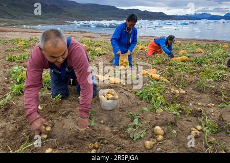 Harvesting potatoes in Eqaluit Ilua, Greenland. Stock Photo