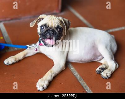 Little baby pug laying on the floor Stock Photo