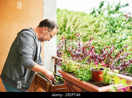Portrait of middle age man planting seedlings on the balcony, small cozy garden in apartment Stock Photo