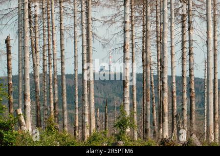 Forest of dead trees at Mount Brocken, Harz National Park, Saxony-Anhalt, Germany. Forest dieback in the Harz mountains. Stock Photo